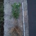 茉莉花苗30~50cm