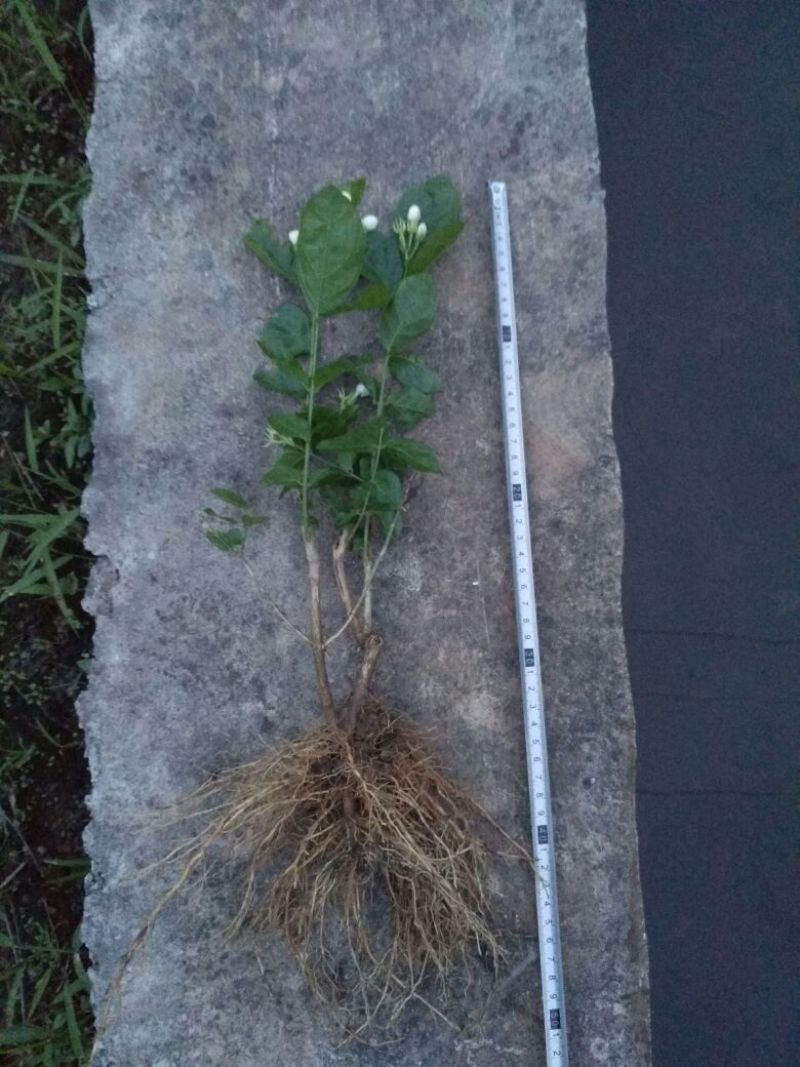 茉莉花苗30~50cm