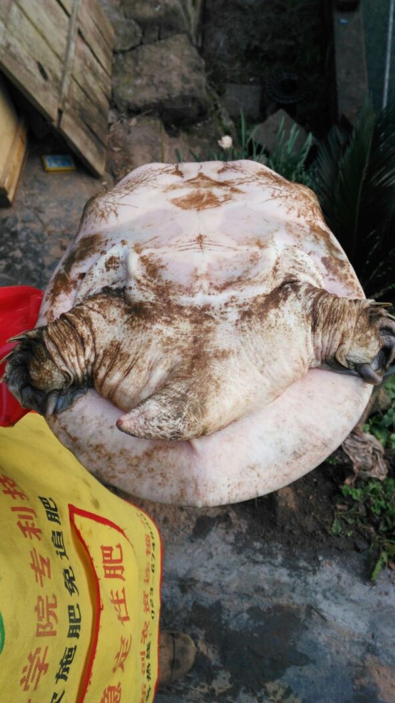 生态甲鱼