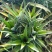 菠萝苗1年