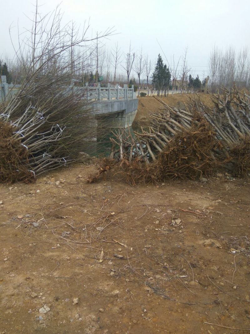 【桃树占地】4公分桃树占地桃树裸根截杆大桃树批发大桃树