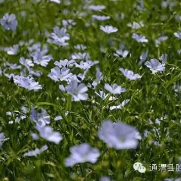 胡麻油