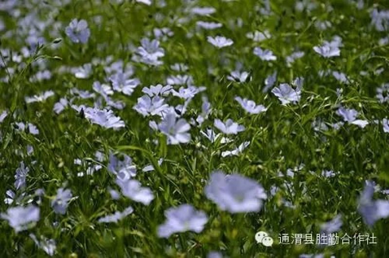 胡麻油