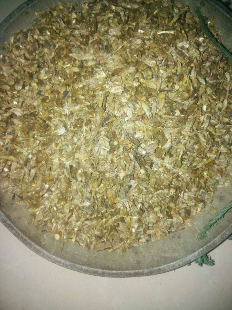 白术种子98%以上