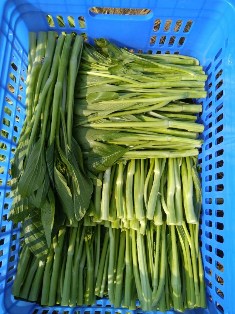 菜苔
