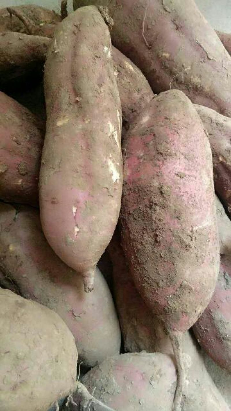 红薯粉面颗粒