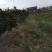 生态甲鱼