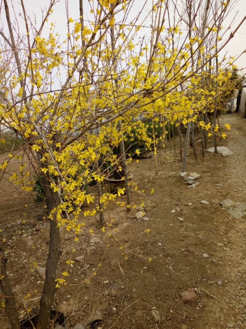 玉兰树4~6cm