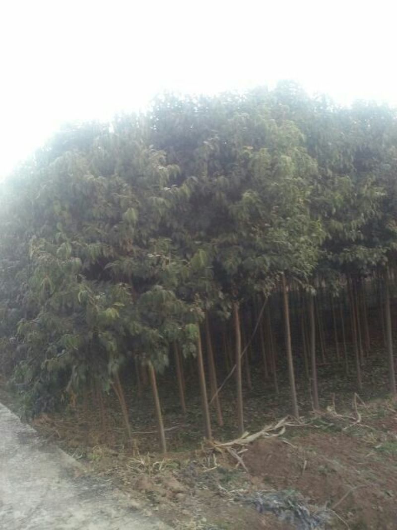 大叶女贞4cm以下