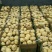 荷兰十五土豆3两以上质量有保证诚信经营