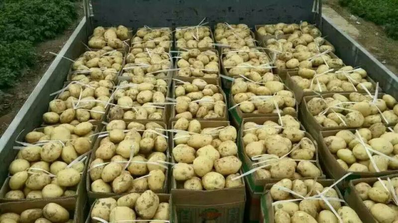 荷兰十五土豆3两以上质量有保证诚信经营