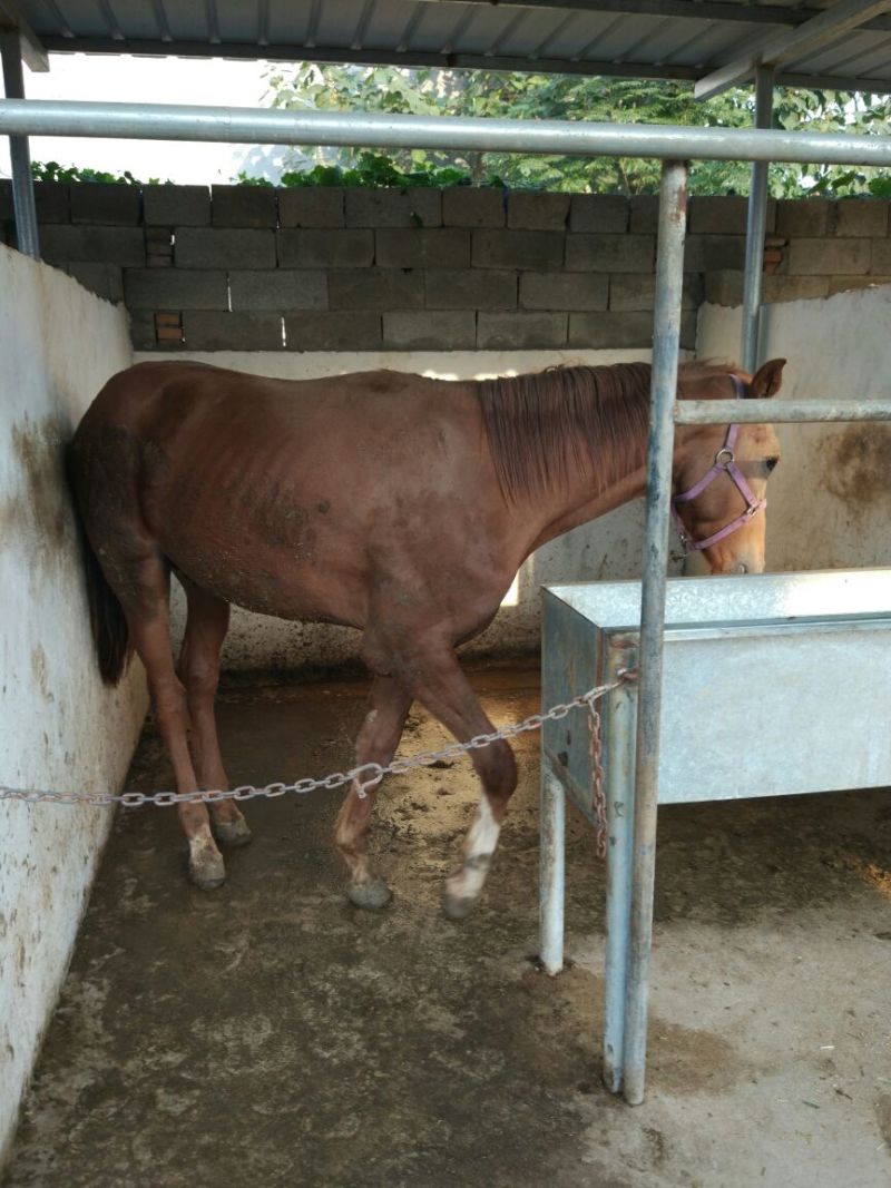 伊犁马300~400kg
