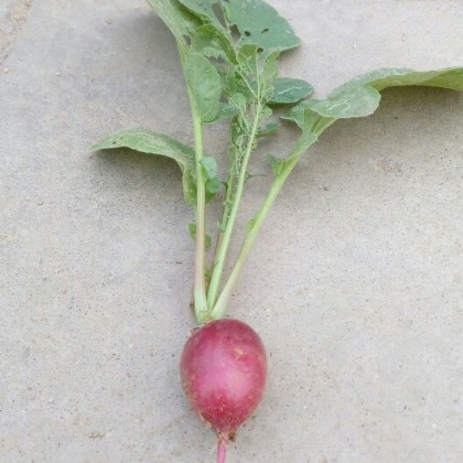 山东泰安市肥城市樱桃萝卜 0.2~1斤起批发_刘