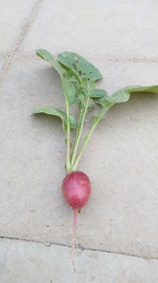 山东泰安市肥城市樱桃萝卜 0.2~1斤起批发_刘