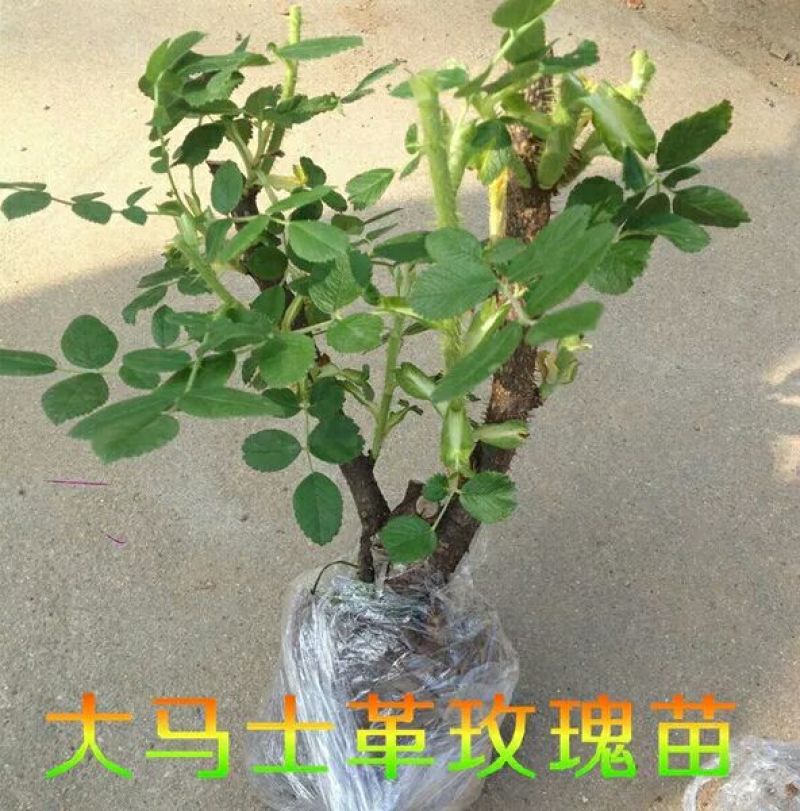 玫瑰盆花不含盆