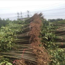 自家育苗基地品种质量保证根系发达种植面积达300亩以上