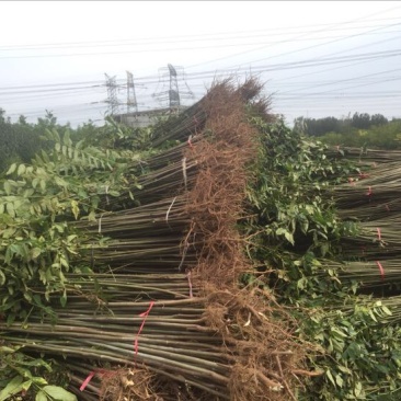 自家育苗基地品种质量保证根系发达种植面积达300亩以上