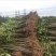 自家育苗基地品种质量保证根系发达种植面积达300亩以上