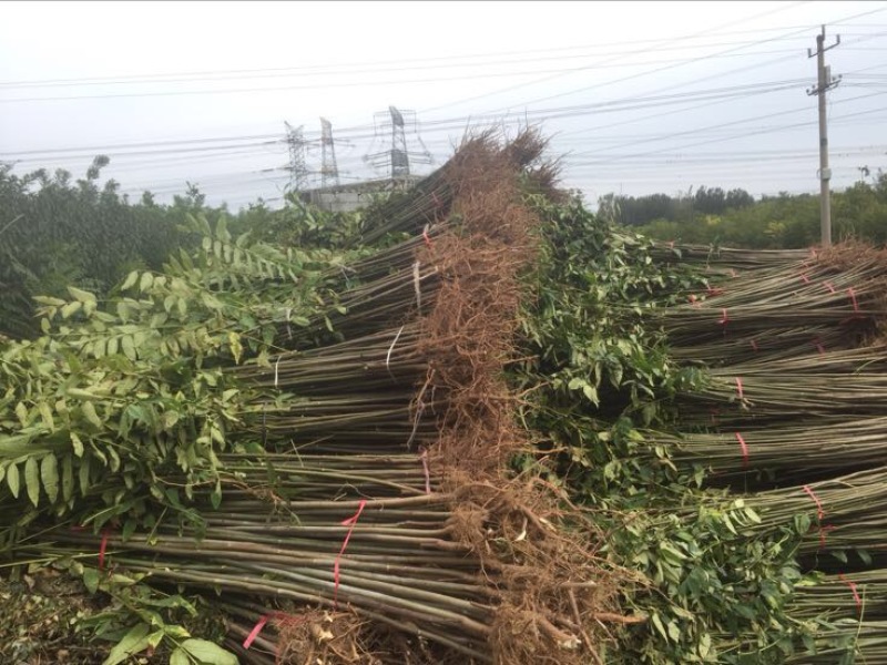 自家育苗基地品种质量保证根系发达种植面积达300亩以上