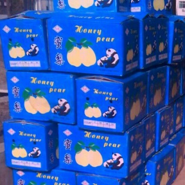 雪花梨250~300g纸袋