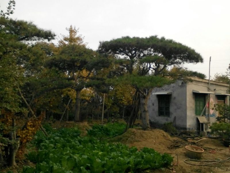 造型松12公分