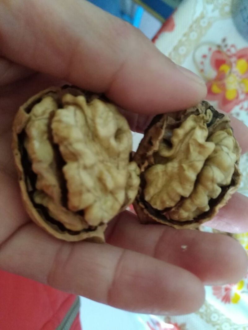 大泡核桃去皮干