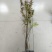 蓝莓苗0.5~1年10~20cm