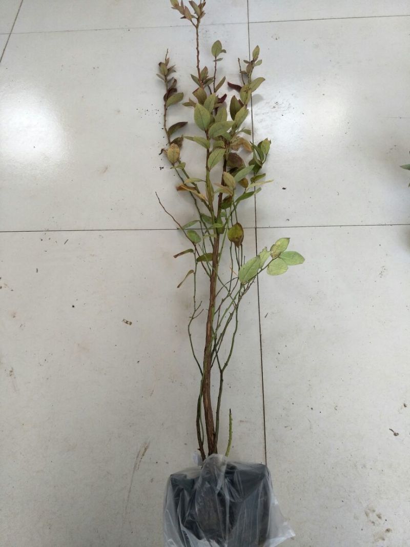 蓝莓苗0.5~1年10~20cm