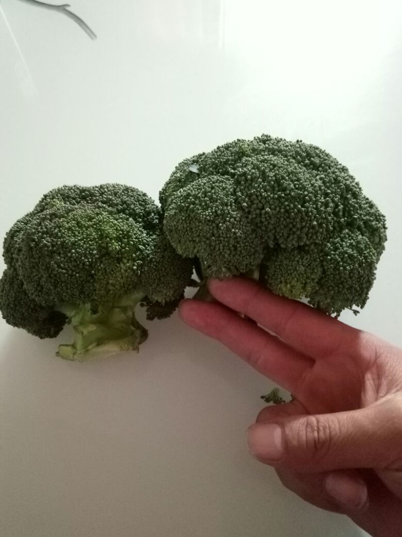 西兰花，抗热品种，耐寒品种，即将上市，