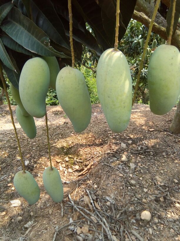 小象牙芒果海南东方八所镇_批发_供应-一亩田