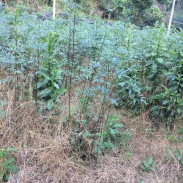 青椒苗