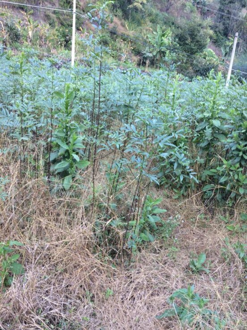 青椒苗