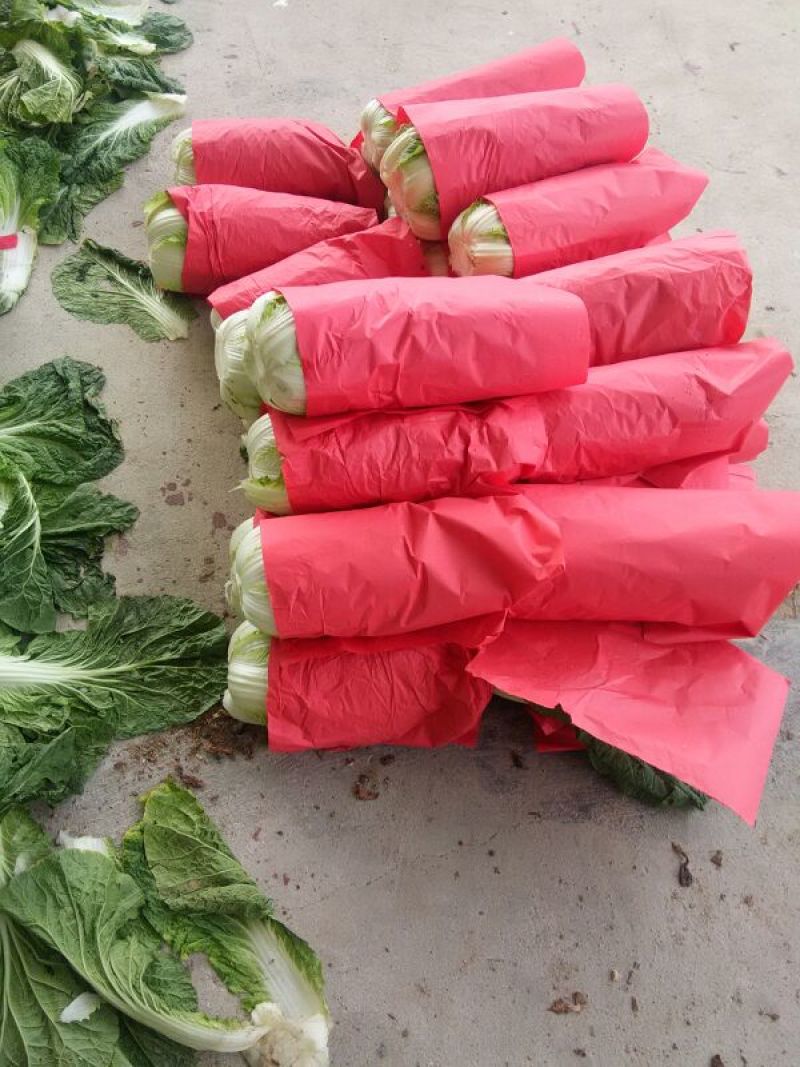 黄心大白菜，456斤大面积上市