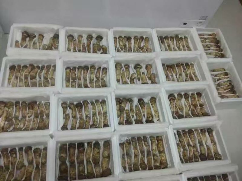 松茸特级8厘米以上