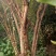 石榴树8~10cm6~8cm2.5~3米