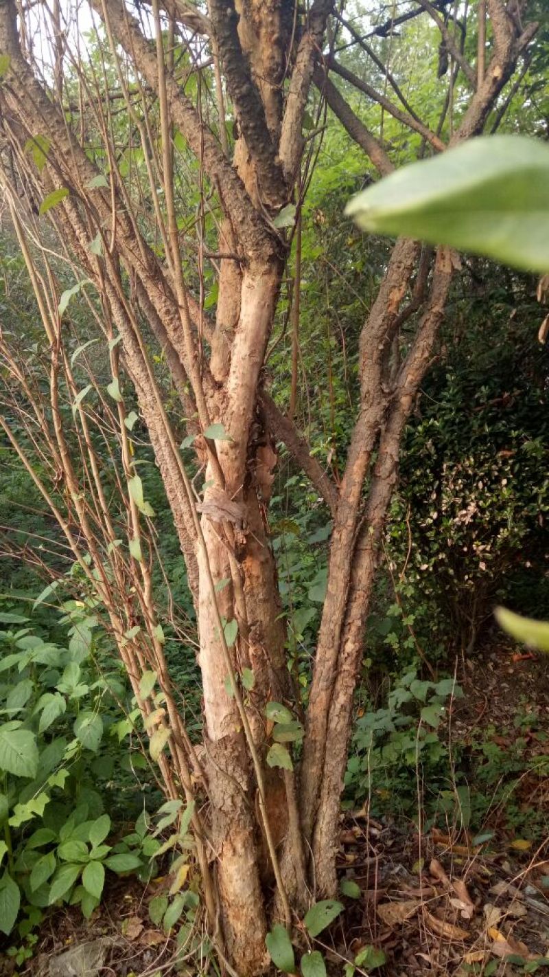 石榴树8~10cm6~8cm2.5~3米