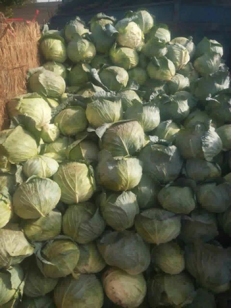 扁包菜，奥奇娜，京丰一号，大量有货，欢迎下单