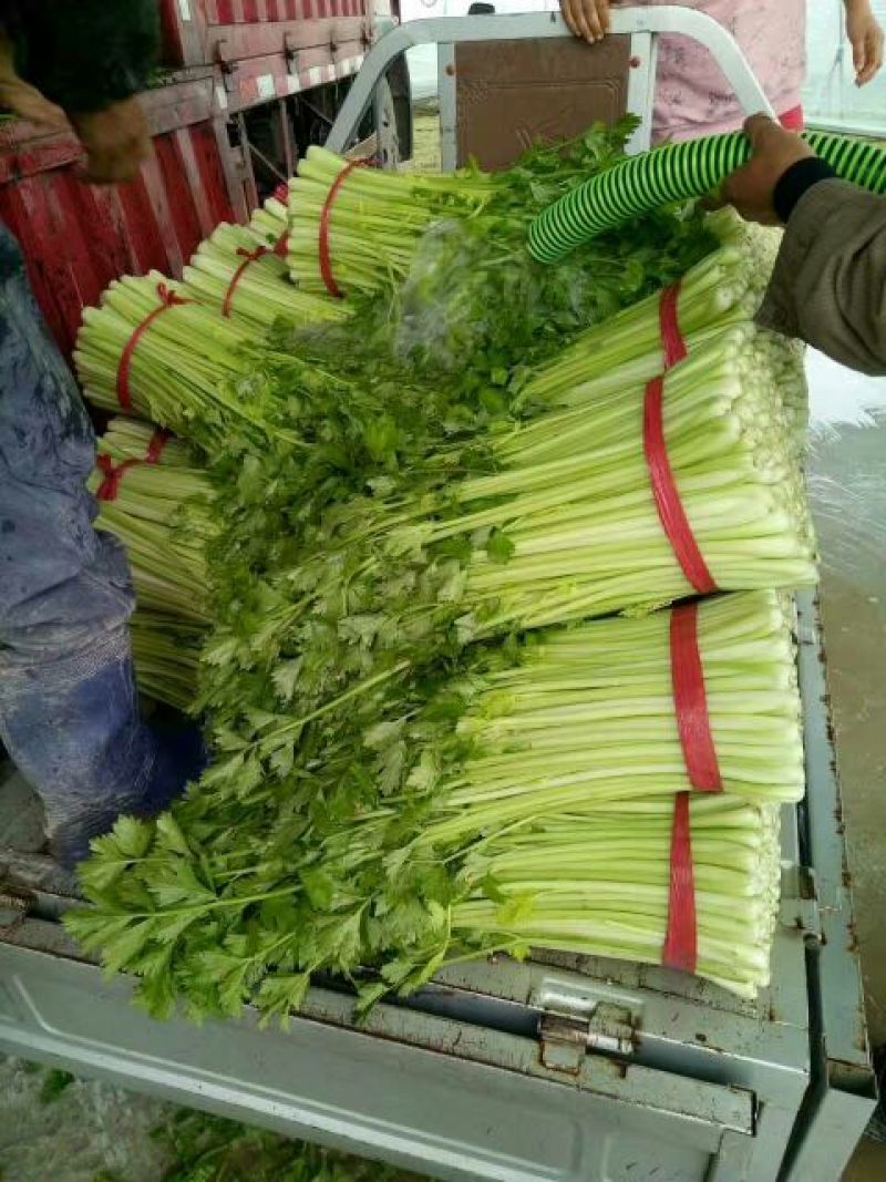 西芹50cm以上精品包装无夹心