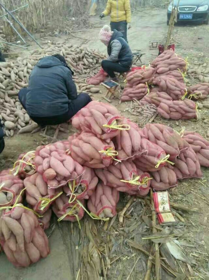 龙薯九红薯，支持各种包装，整车，物流全国发货