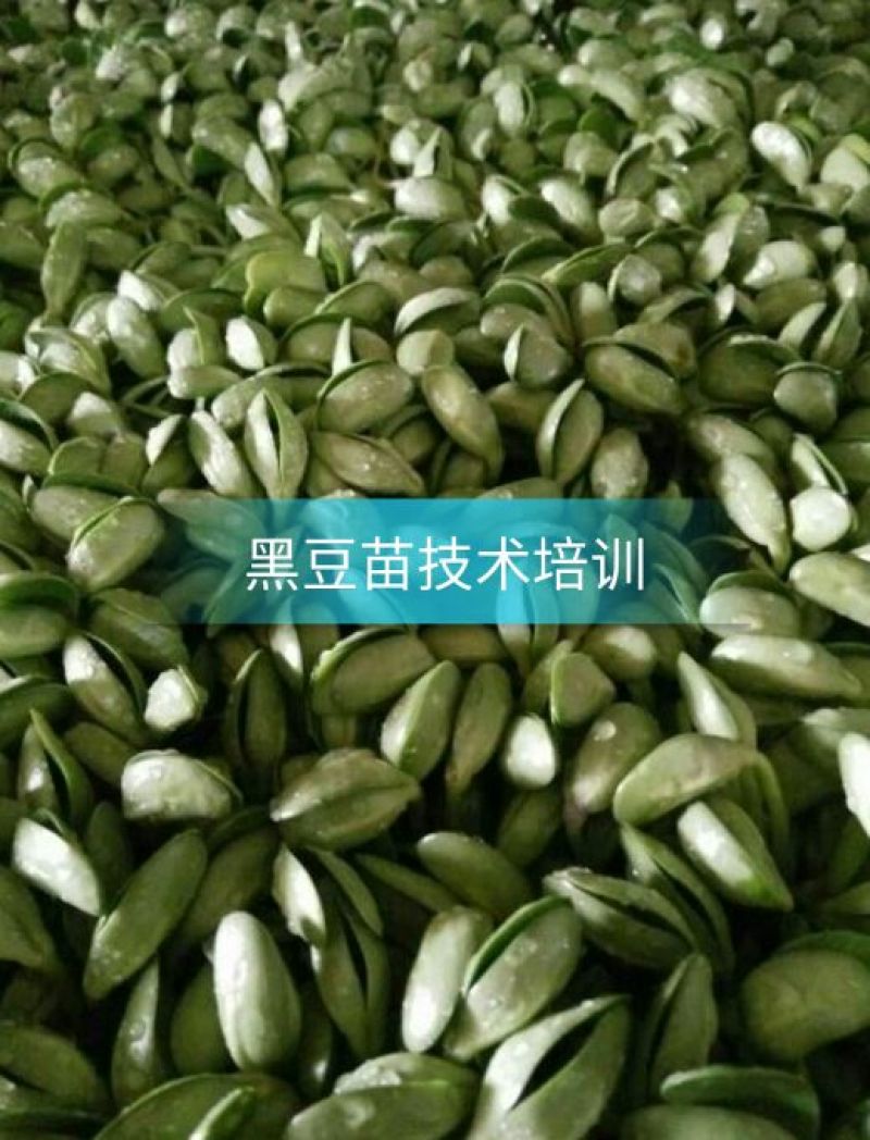 黑豆芽技术培训，本人有着十几年的过硬技术