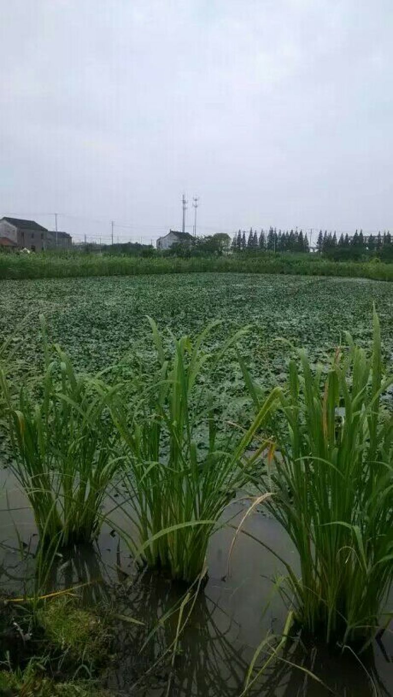 茭白种苗