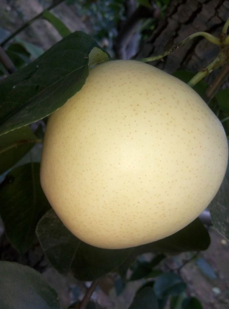 皇冠梨250~300g纸加膜