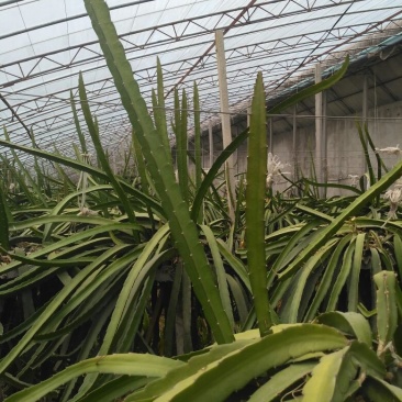 红心火龙果苗10~20成苗