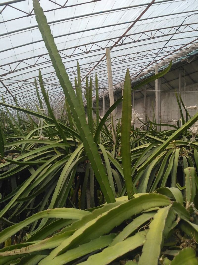 红心火龙果苗10~20成苗