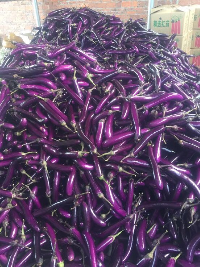 广东精品茄子紫红长茄产地直销质优价廉货源充足可视频看货
