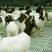小尾寒羊羔，肉羊养殖，肉羊品种，种羊供应，包技术包回收
