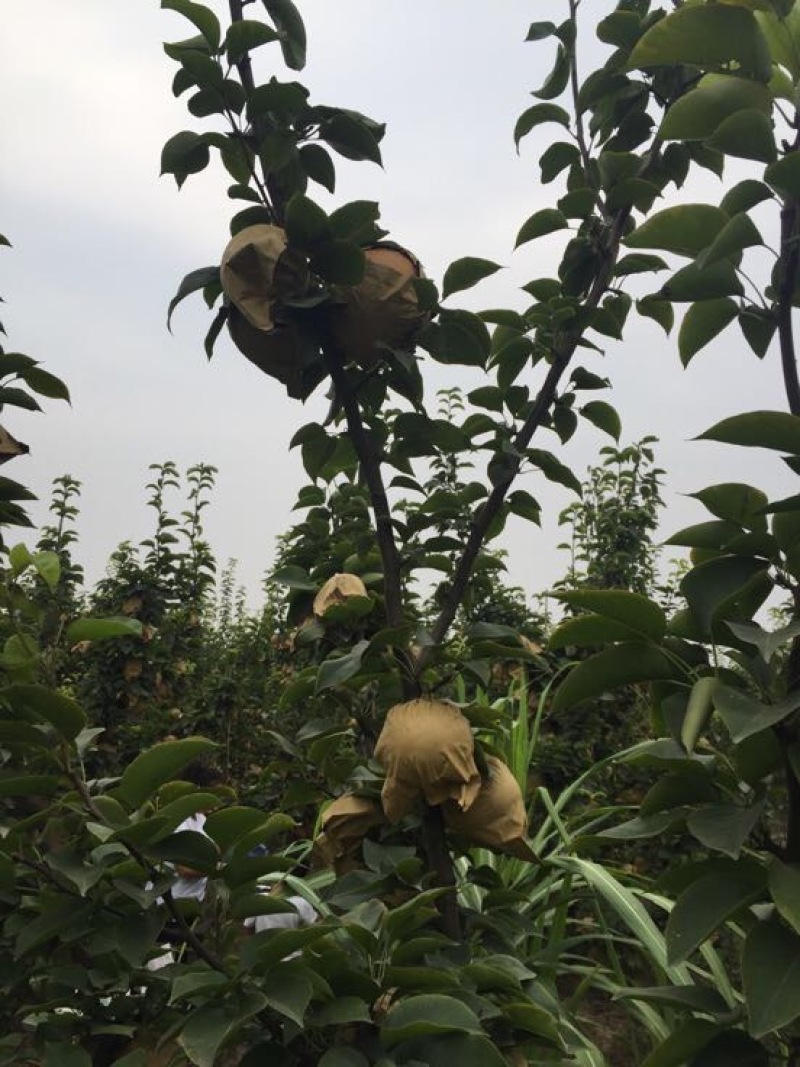 晚秋黄梨，个大皮薄多汁，秋季佳品！耐储存，
