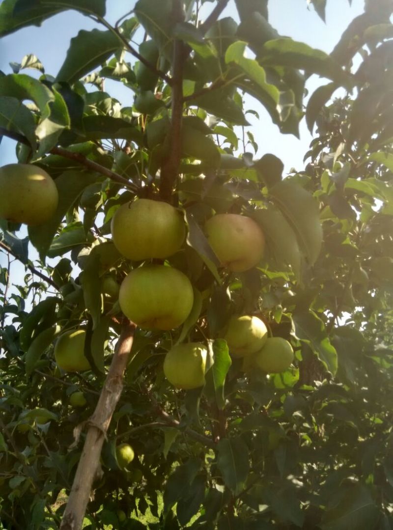 苹果梨250~300g纸箱
