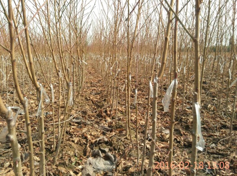 【桃树苗】80cm以上河南南阳苗木基地直供品质保证存活