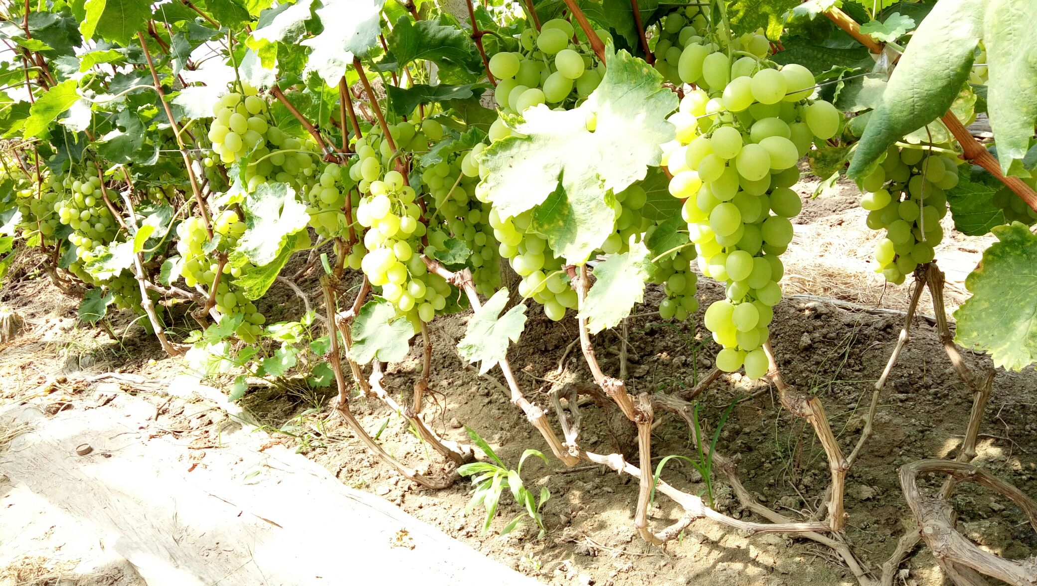 维多利亚葡萄河北衡水市饶阳县_批发_供应-一